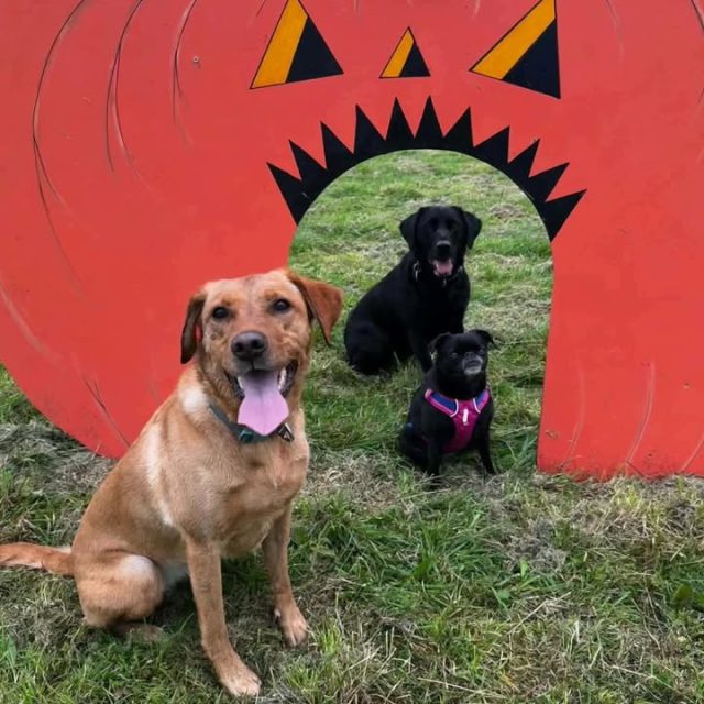 We had three labs come to the park. Seems like one was wearing their Halloween disguise 🥸🤣